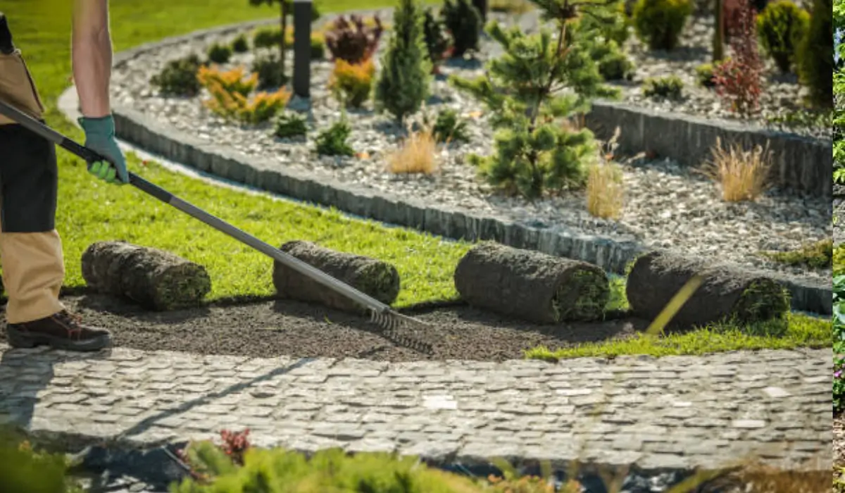 A professional landscaping expert raking soil for sod installation, with rolled grass ready for placement.