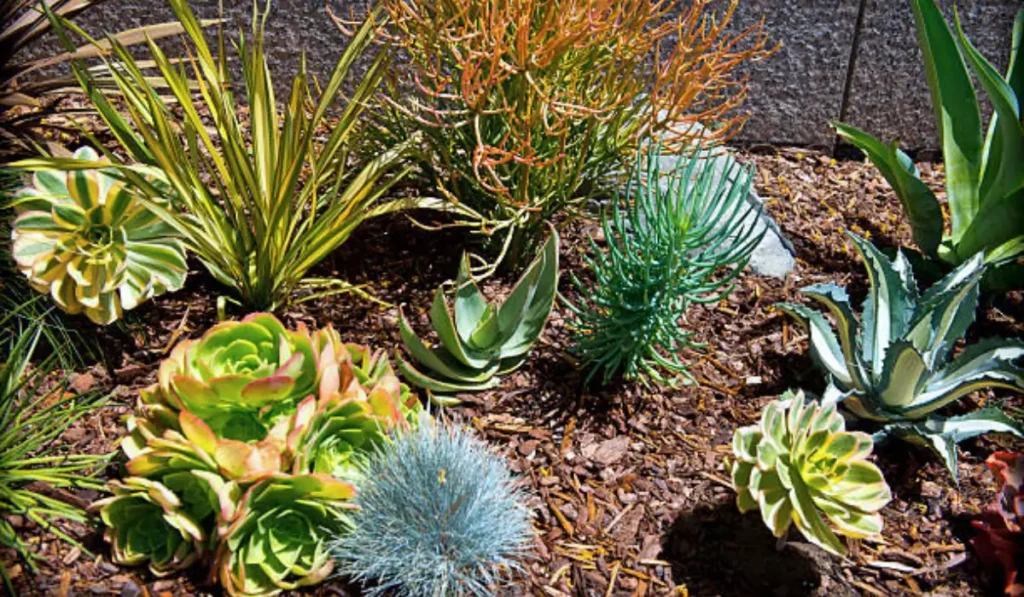 Drought-resistant landscaping with assorted succulents and mulch in a dry, low-maintenance garden bed.