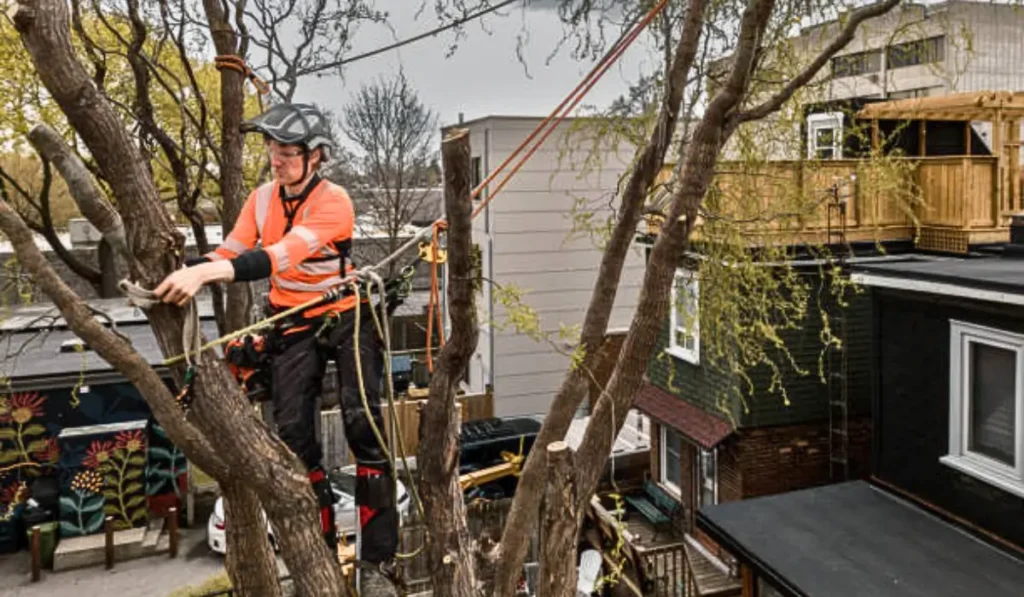 A professional worker in a helmet and harness performs tree trimming while suspended with ropes in a residential area.