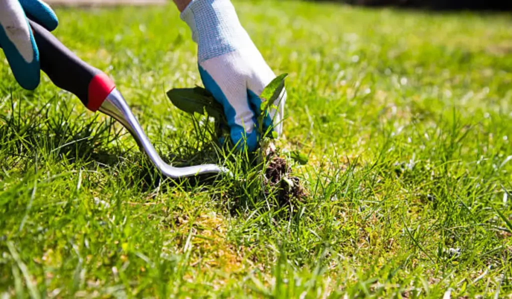 Person pulling weeds from grass, showing why your lawn keeps getting weeds despite regular maintenance.